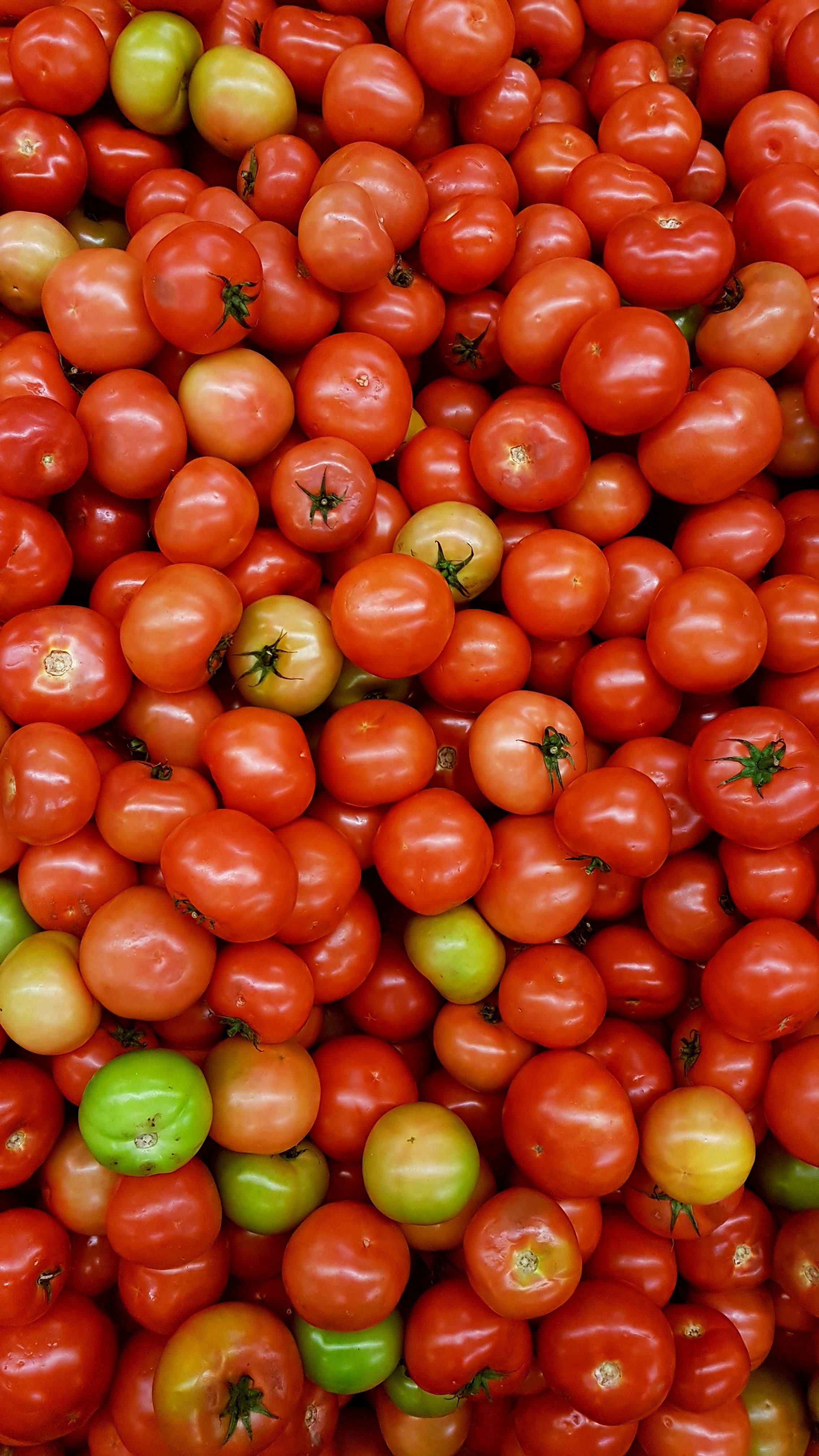 Fresh Tomatoes - Alpha Farms