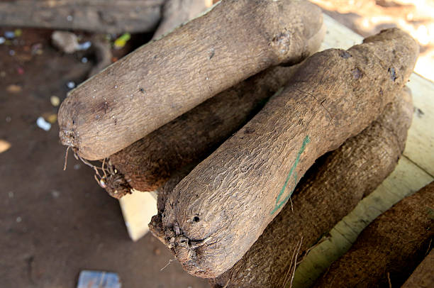Splendid Yam